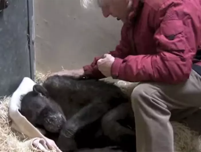 59 歲垂死的黑猩猩拒絕進食,但是當牠認出「照顧過牠的老朋友聲音」時。。。