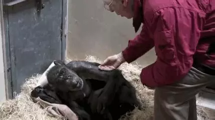 59 歲垂死的黑猩猩拒絕進食,但是當牠認出「照顧過牠的老朋友聲音」時。。。
