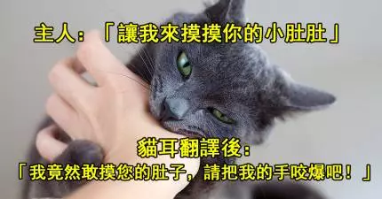 15句主人說的話「經過貓耳翻譯後」完全被扭曲到讓人想要落下兩滴淚!