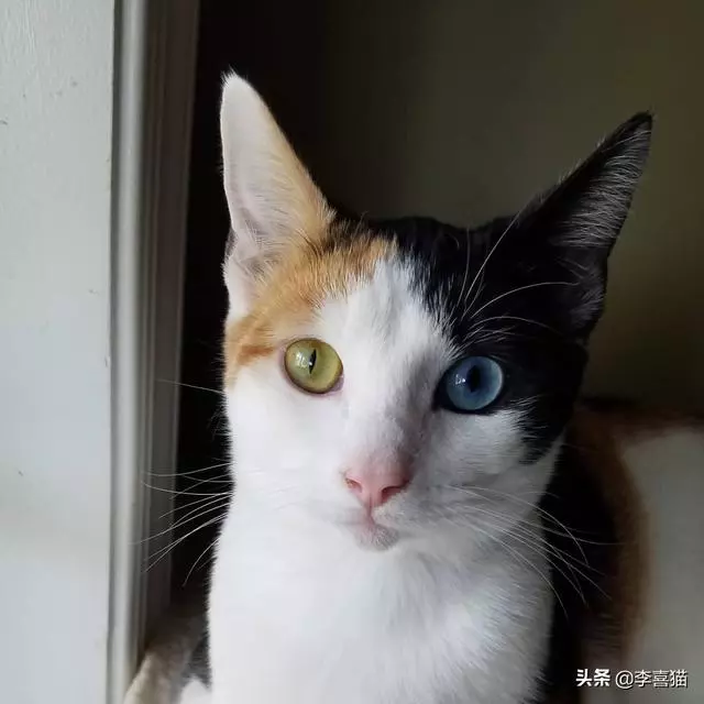 鴛鴦眼的貓咪往往充滿了神秘氣質,但是異色瞳的形成其實並不簡單