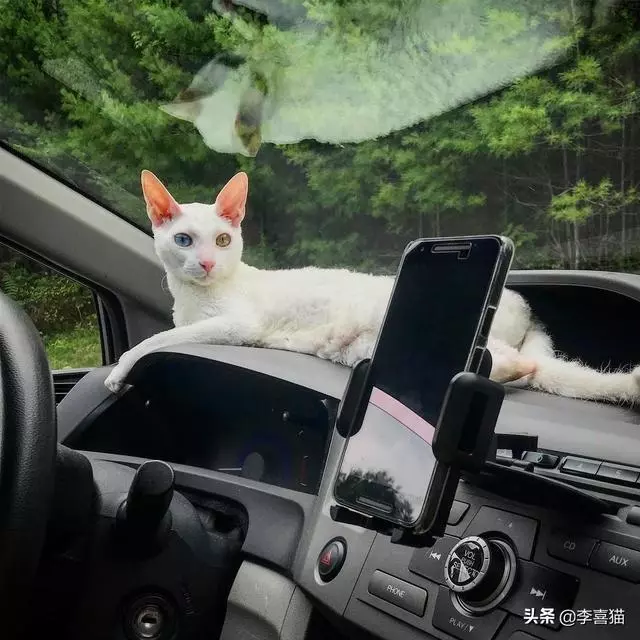 鴛鴦眼的貓咪往往充滿了神秘氣質,但是異色瞳的形成其實並不簡單