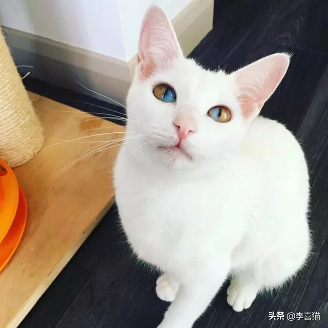 鴛鴦眼的貓咪往往充滿了神秘氣質,但是異色瞳的形成其實並不簡單