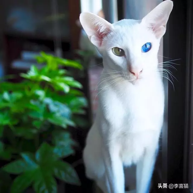 鴛鴦眼的貓咪往往充滿了神秘氣質,但是異色瞳的形成其實並不簡單