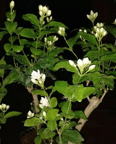 對肺部超好⚡!這『Top 9室內植物』讓你鼻子過敏和哮喘不復發,還能一覺到天亮!?