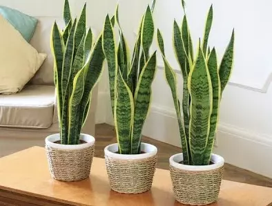 對肺部超好⚡!這『Top 9室內植物』讓你鼻子過敏和哮喘不復發,還能一覺到天亮!?
