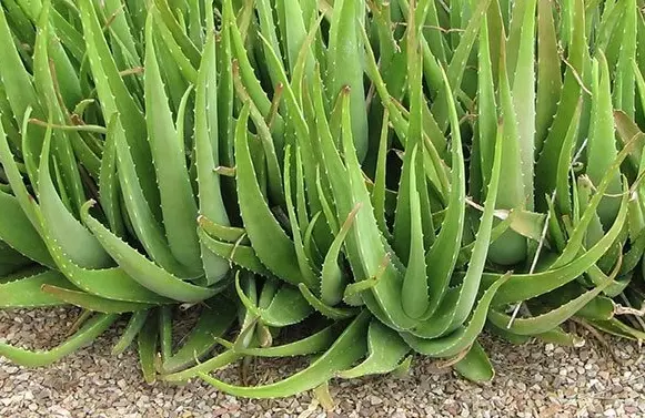 對肺部超好⚡!這『Top 9室內植物』讓你鼻子過敏和哮喘不復發,還能一覺到天亮!?