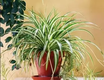 對肺部超好⚡!這『Top 9室內植物』讓你鼻子過敏和哮喘不復發,還能一覺到天亮!?