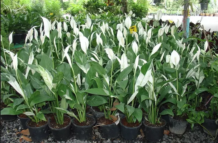 對肺部超好⚡!這『Top 9室內植物』讓你鼻子過敏和哮喘不復發,還能一覺到天亮!?
