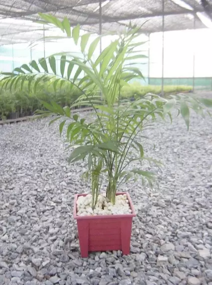 對肺部超好⚡!這『Top 9室內植物』讓你鼻子過敏和哮喘不復發,還能一覺到天亮!?