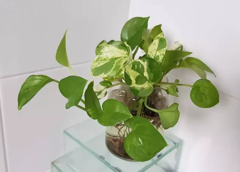 對肺部超好⚡!這『Top 9室內植物』讓你鼻子過敏和哮喘不復發,還能一覺到天亮!?