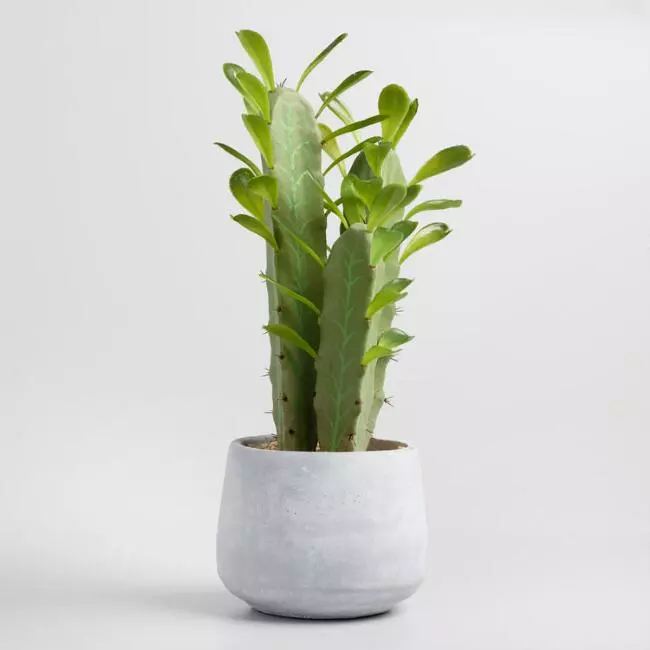 對肺部超好⚡!這『Top 9室內植物』讓你鼻子過敏和哮喘不復發,還能一覺到天亮!?