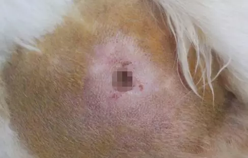 狗狗唾液具有殺菌的效果?搞不好會感染傷口