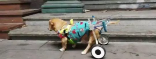 狗狗癱瘓8年沒法走路,主人依然沒放棄,裝上小輪椅之後,生活變了