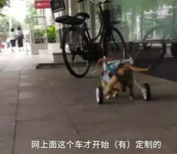 狗狗癱瘓8年沒法走路,主人依然沒放棄,裝上小輪椅之後,生活變了
