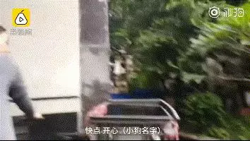 狗狗癱瘓8年沒法走路,主人依然沒放棄,裝上小輪椅之後,生活變了