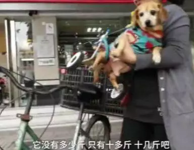 狗狗癱瘓8年沒法走路,主人依然沒放棄,裝上小輪椅之後,生活變了