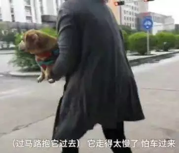 狗狗癱瘓8年沒法走路,主人依然沒放棄,裝上小輪椅之後,生活變了