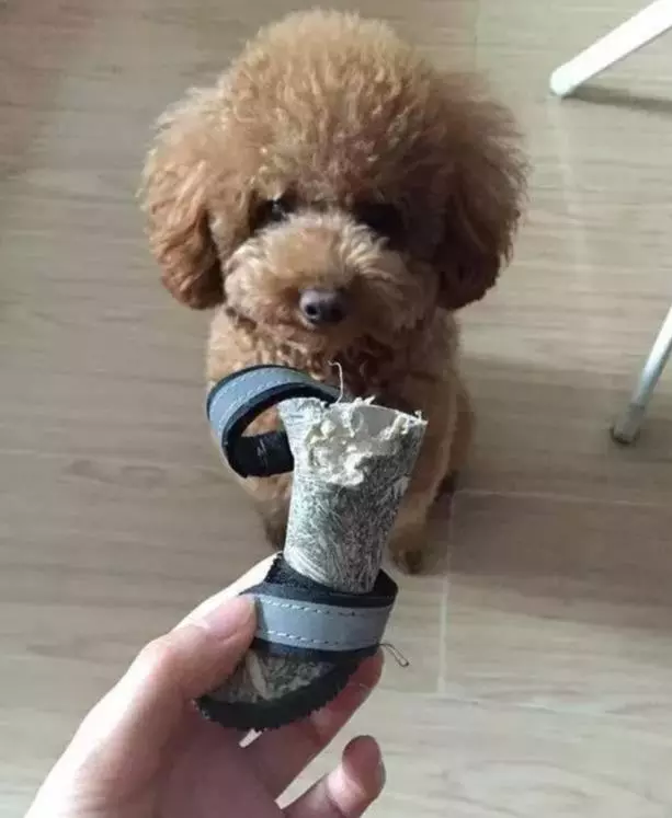 別再被泰迪乖巧的外表欺騙了,撕起家來可一點不含糊