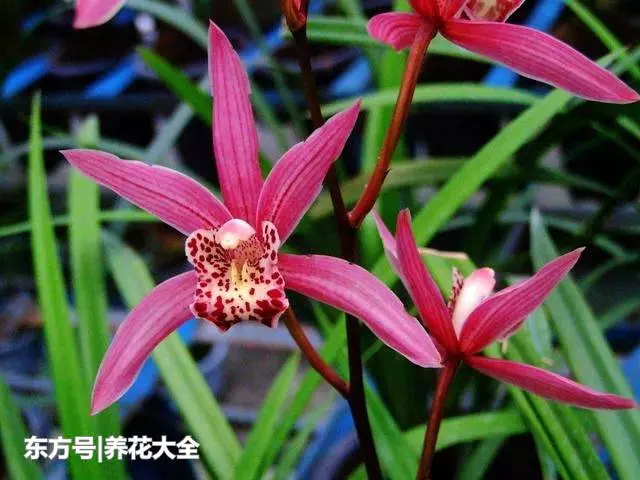 蘭花選這種養,開花時間長,「香味」飄滿屋,連薰香都省掉!