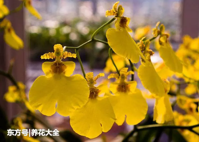 蘭花選這種養,開花時間長,「香味」飄滿屋,連薰香都省掉!