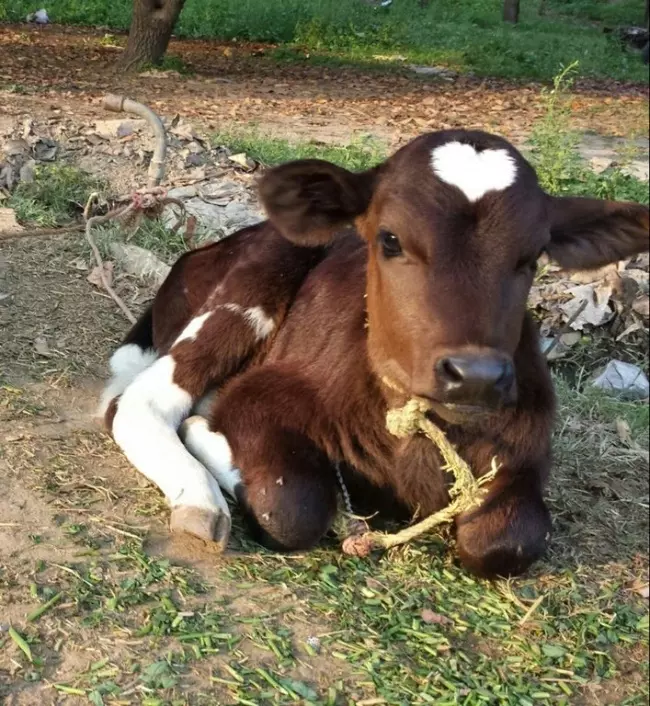 每一隻都獨一無二!上天在這些動物身上留下了印記:屁屁上居然有笑臉!