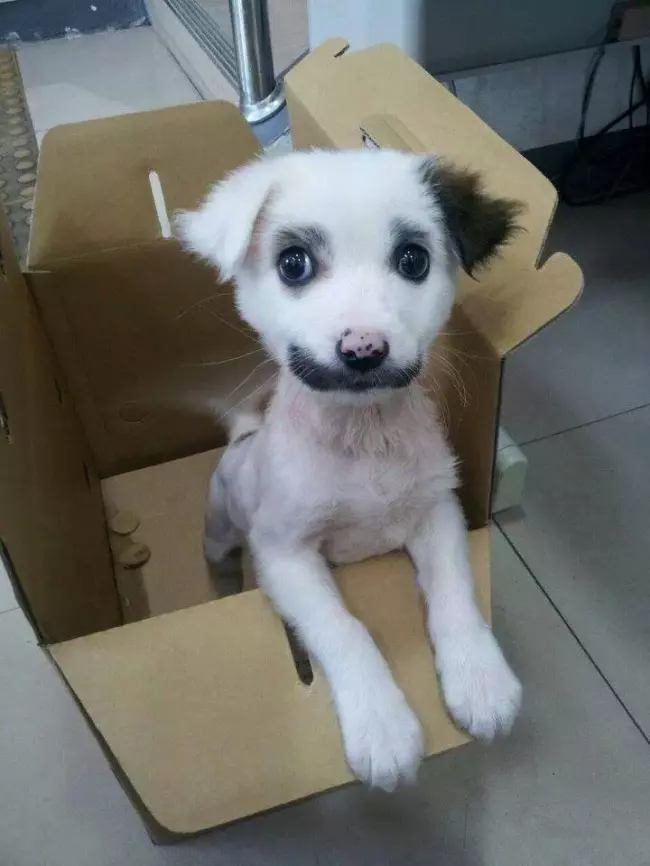每一隻都獨一無二!上天在這些動物身上留下了印記:屁屁上居然有笑臉!