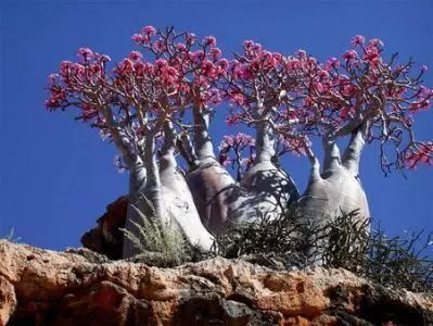 隔離1800萬年的孤島!沙漠開出「鮮紅玫瑰」 上帝留下最後一個後花園
