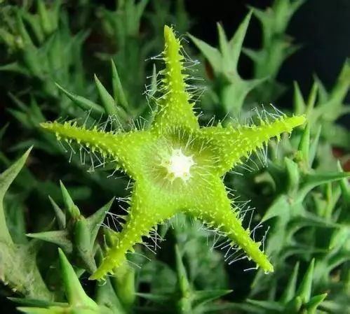 隔離1800萬年的孤島!沙漠開出「鮮紅玫瑰」 上帝留下最後一個後花園