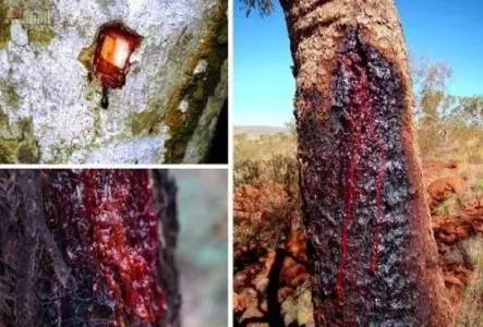 隔離1800萬年的孤島!沙漠開出「鮮紅玫瑰」 上帝留下最後一個後花園
