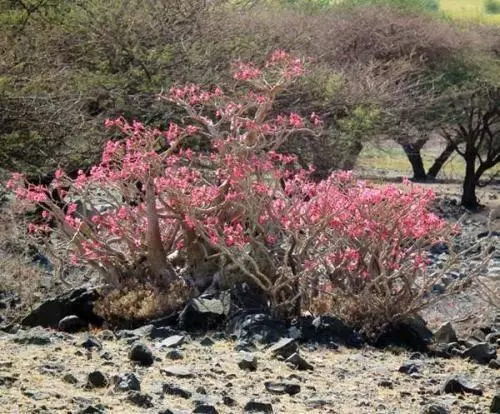 隔離1800萬年的孤島!沙漠開出「鮮紅玫瑰」 上帝留下最後一個後花園