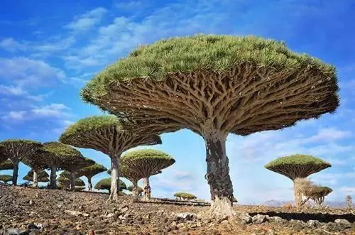 隔離1800萬年的孤島!沙漠開出「鮮紅玫瑰」 上帝留下最後一個後花園