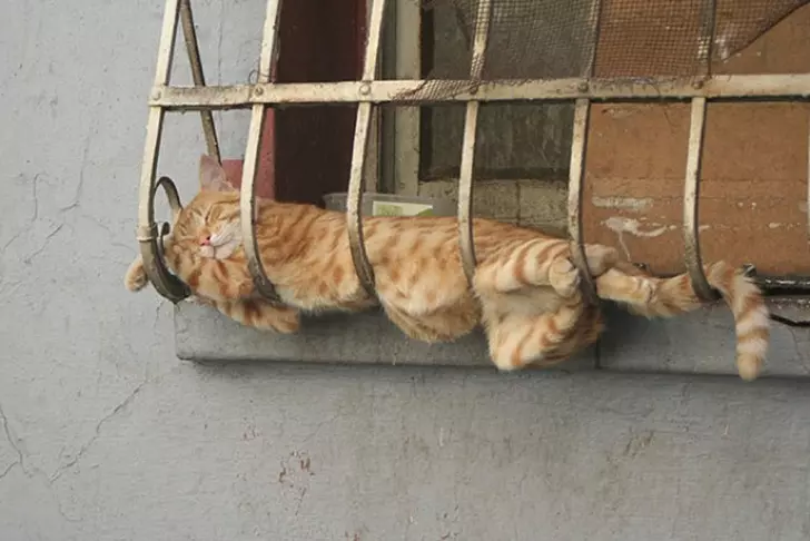 22張讓你忍不住噴笑的「傻萌動物睡姿」 河馬睡到倒頭栽:再給倫家5分鐘~