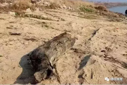 緬甸最近挖出一根長型物體,估計價值連城