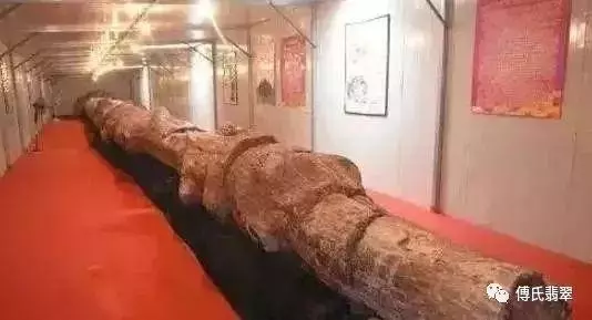 緬甸最近挖出一根長型物體,估計價值連城