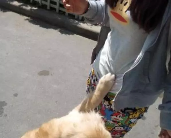金毛經常對懷孕妻子亂吠,主人憤怒將其趕出家門,最後卻一生內疚
