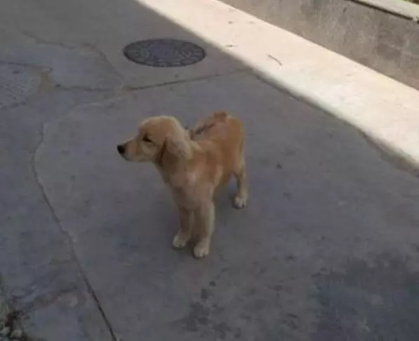 金毛經常對懷孕妻子亂吠,主人憤怒將其趕出家門,最後卻一生內疚