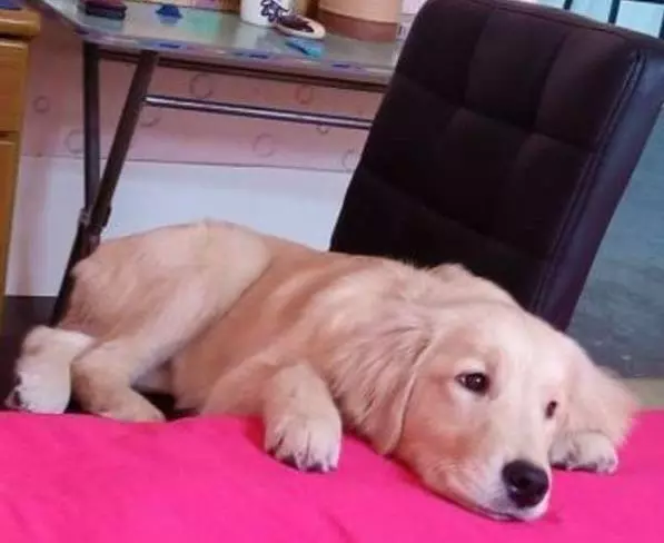 金毛經常對懷孕妻子亂吠,主人憤怒將其趕出家門,最後卻一生內疚