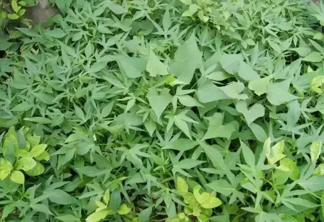 番薯葉能保護血管、清潔腸道、防貧血,改善便秘!但是不能這樣吃,趕快告訴家人~