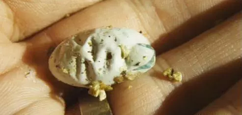 老奶奶撿到一個「綠殼殼」的蛋,用斧頭才能敲開,敲開後高興壞了