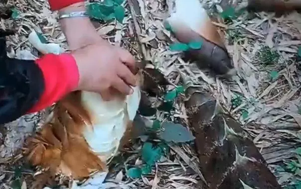 老漢上山挖竹筍,撿到兩個紅彤彤的「鴿子蛋」,專家鑑定後直呼:撿到寶了!