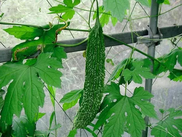 姨媽將苦瓜塞進瓶子裡,被鄰居嘲笑不停,過段時間搶購一空