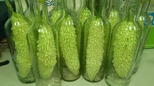 姨媽將苦瓜塞進瓶子裡,被鄰居嘲笑不停,過段時間搶購一空