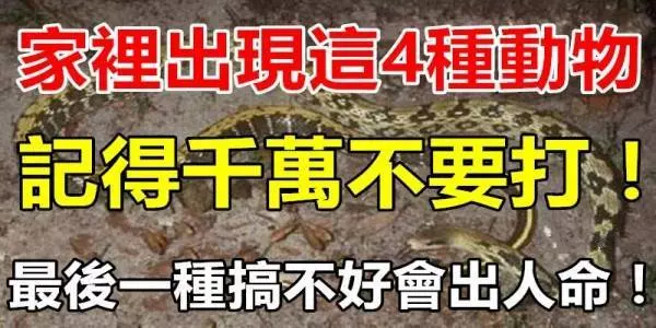 家裡出現這6種動物記得千萬不要打,最後一種搞不好會出人命!