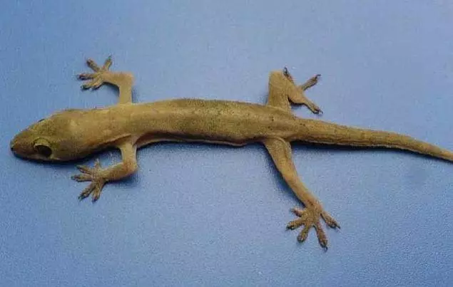 家裡出現這6種動物記得千萬不要打,最後一種搞不好會出人命!