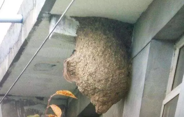 家裡出現這6種動物記得千萬不要打,最後一種搞不好會出人命!