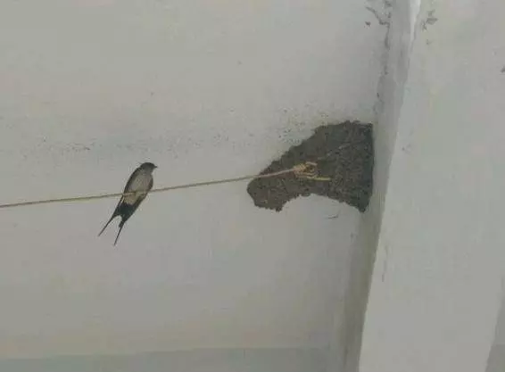 家裡出現這6種動物記得千萬不要打,最後一種搞不好會出人命!