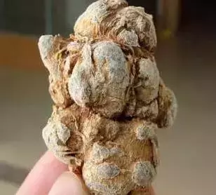 一種菜能打通血管,功效堪比【三七】,不花錢也能找到,地裡到處都是