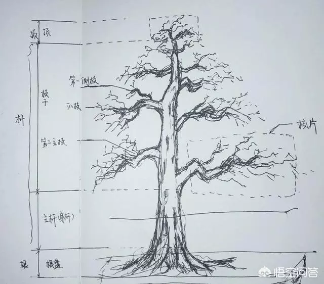 盆景造型中枝幹如何去布局?