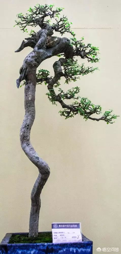 盆景造型中枝幹如何去布局?
