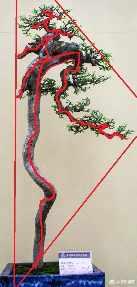 盆景造型中枝幹如何去布局?